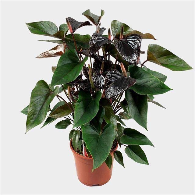 <h4>Anthurium Andr. Beauty Black</h4>