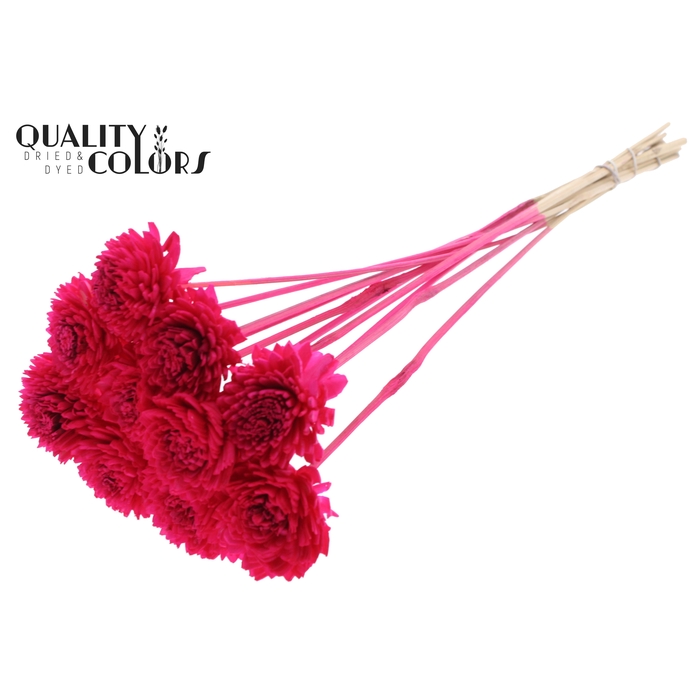 <h4>Shola Zinia 6cm on stem Cerise</h4>