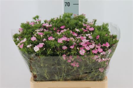 <h4>Di Barb Neon Rose Ex X50</h4>
