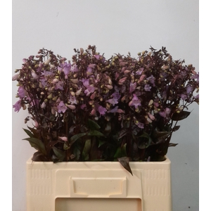 PENSTEMON OV