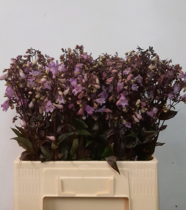 <h4>PENSTEMON OV</h4>