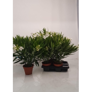 NERI OLEANDER