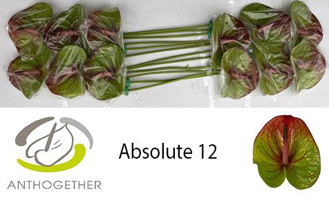 <h4>ANTH A ABSOLUTE 12</h4>