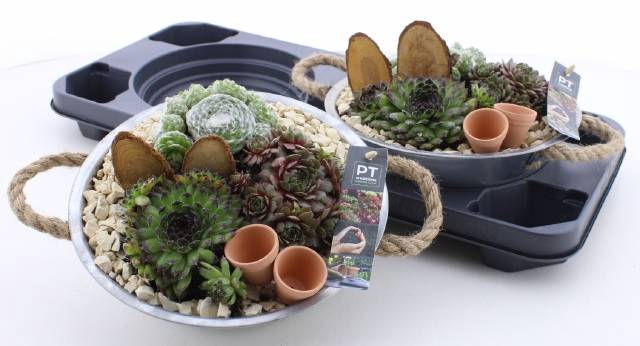 <h4>ARR SEMPERVIVUM</h4>