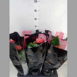 Anthurium andr. 'Oklahoma'