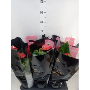 Anthurium andr. 'Oklahoma'