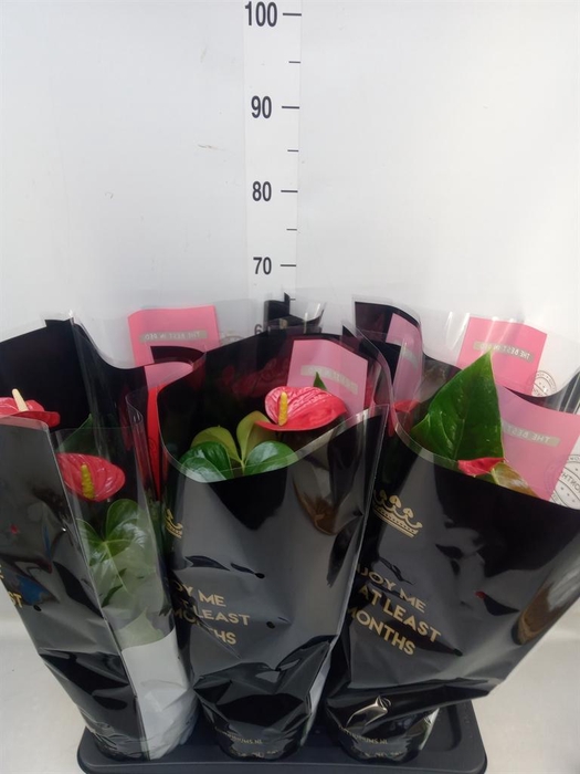 <h4>Anthurium andr. 'Oklahoma'</h4>