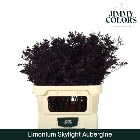 Limonium Skylight L80 Klbh. Aubergine