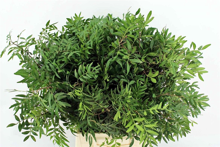 <h4>Pistache 45 Cm Per Tak</h4>
