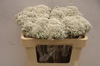 <h4>Ozothamnus cooks snow white</h4>