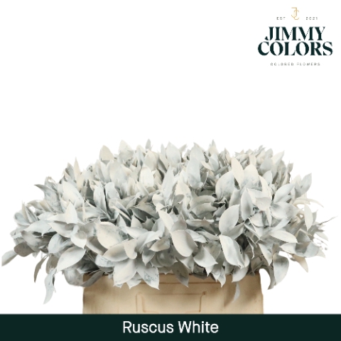 Ruscus L60 Klbh. Wit