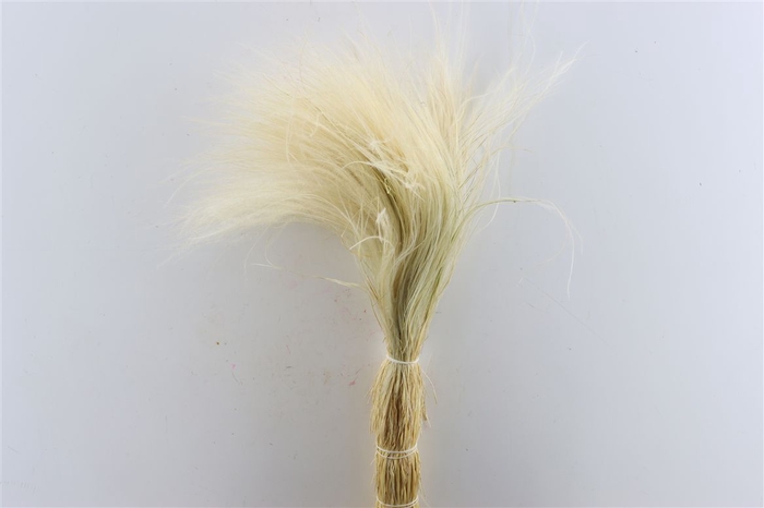 Dried Stypha Penata Natural Bunch 100gr