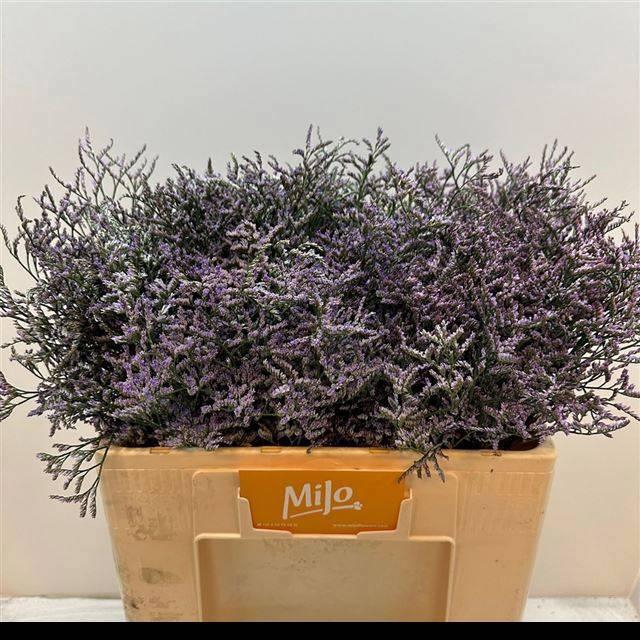 <h4>LIM SAF LILAC</h4>