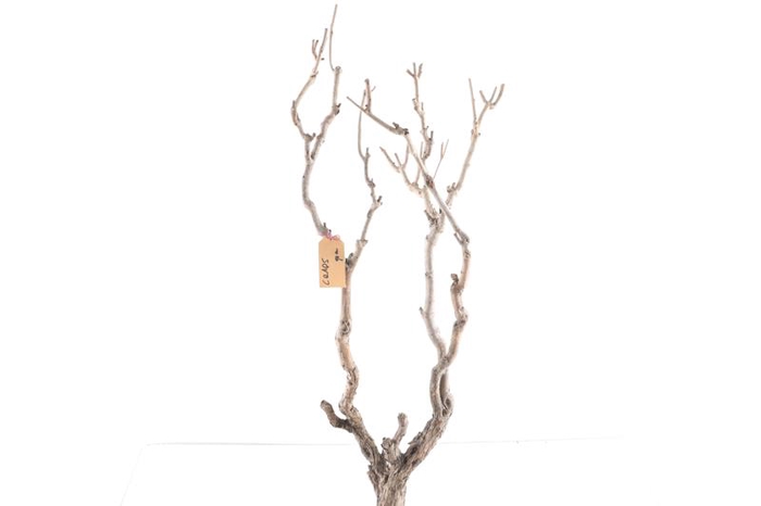 Syringa Branch Extra Coppens