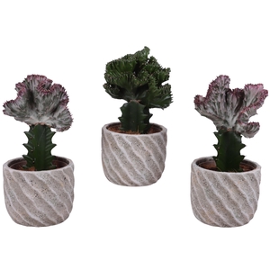Cactus mix Euphorbia l. Ø12cm in Ø15cm Ceramic NT668