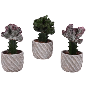 Cactus mix Euphorbia l. Ø12cm in Ø15cm Ceramic NT668
