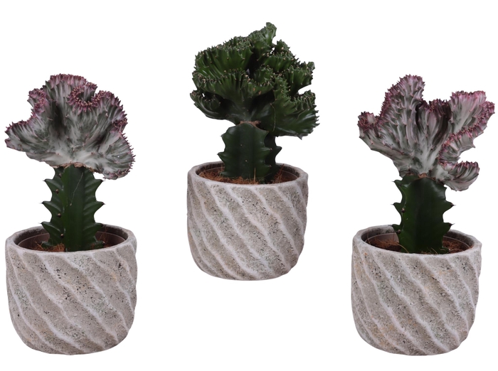 <h4>Cactus mix Euphorbia l. Ø12cm in Ø15cm Ceramic NT668</h4>