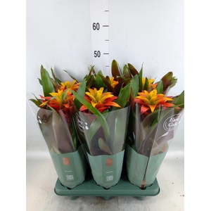 Guzmania 'Fiero Yellow'