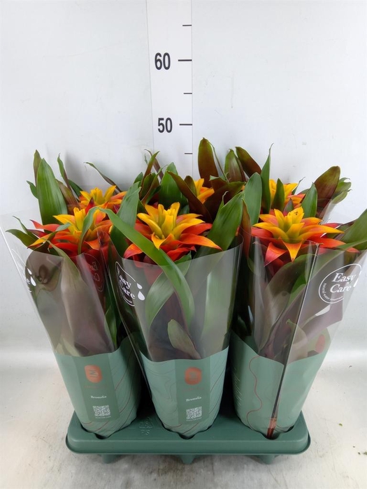 <h4>Guzmania  'Fiero Yellow'</h4>