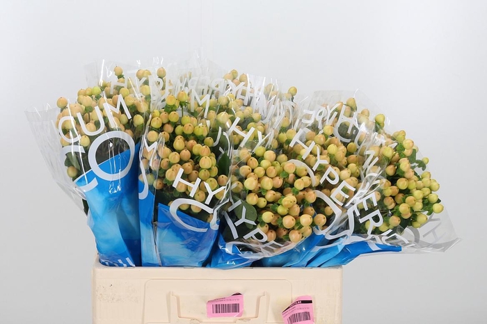 <h4>Hyp Coco Gelato</h4>