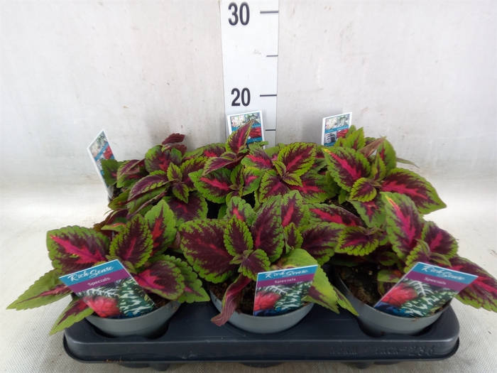 <h4>Plectranthus col. 'MSt Ruby Road'</h4>