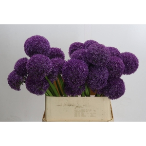 Allium Grootbloemig