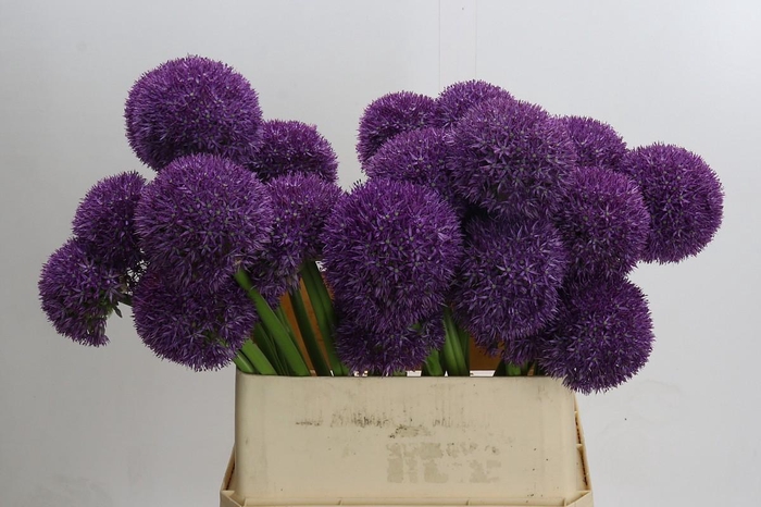 <h4>Allium Grootbloemig</h4>