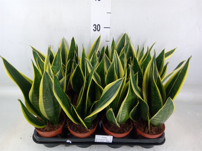 <h4>Sansevieria trifa.   ...</h4>