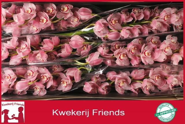 <h4>CYMB T KIWI SUE</h4>