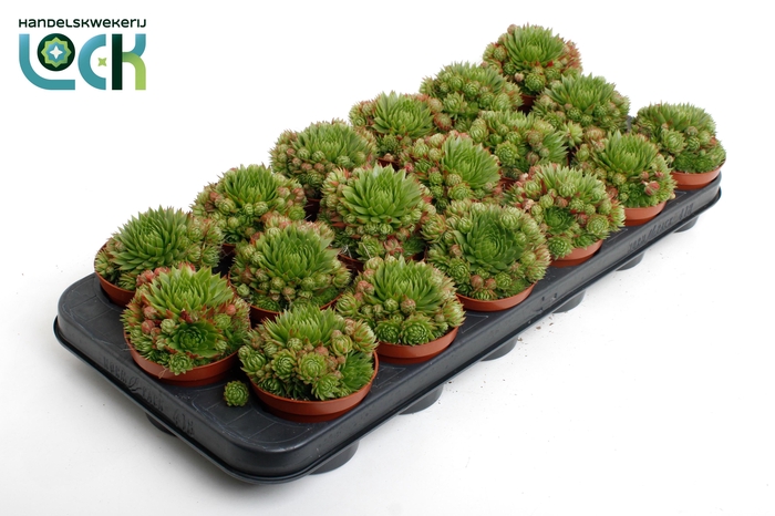 <h4>Sempervivum Herta Red</h4>