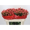 Hypericum Sweet Romance