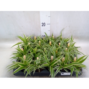 Chlorophytum com. 'Ocean'