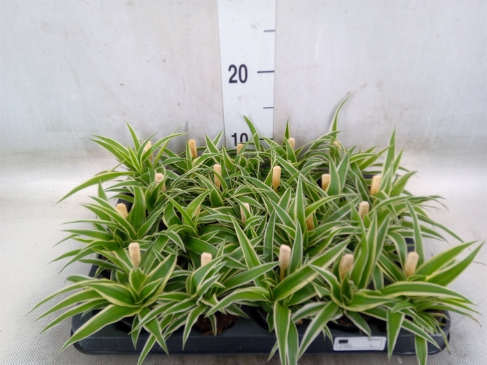 <h4>Chlorophytum com. 'Ocean'</h4>