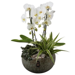 PTIB5333 Arrangement Indoor in keramiek schaal