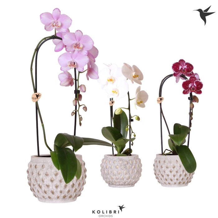 <h4>Kolibri Orchids Phalaenopsis Cascade Niagara Fall mix 1 spike in Marrakesh pot gold copper mix</h4>