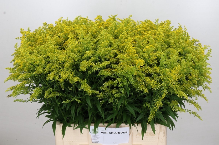 <h4>Solidago Tara Gold</h4>