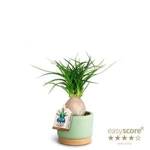 BEAUCARNEA RECURVATA P7 MATCHA