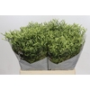 Limonium China Lemon