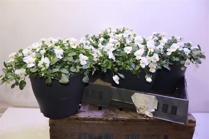 <h4>Vio Co Em White</h4>