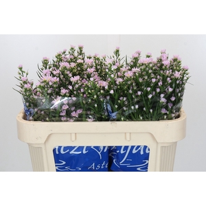 Aster Claudia