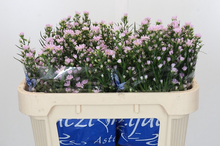 <h4>Aster Claudia</h4>