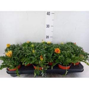 Gazania   ...mix