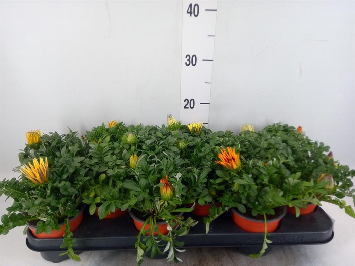 <h4>Gazania   ...mix</h4>