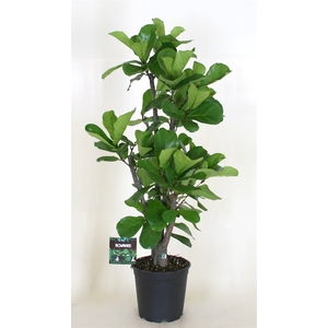 Ficus lyrata