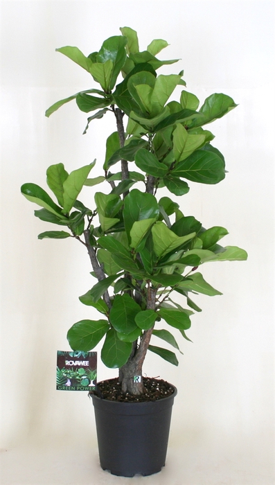 Ficus lyrata