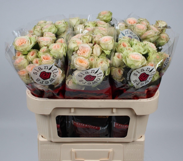 <h4>R TR PAVLOVA</h4>