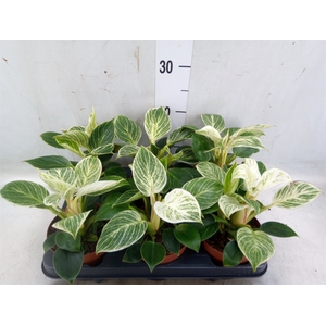 Philodendron   ...