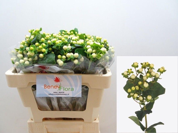 <h4>HYP MAG SNOWPRINCE</h4>