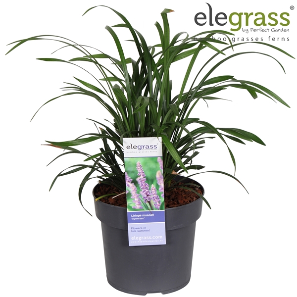 <h4>Liriope muscari 'Ingwersen' P19</h4>