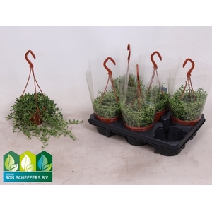 SENEC HERREIANUS HANGPOT P12